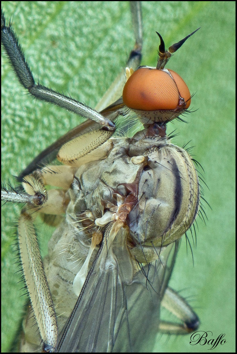 Empididae genere Empis, (forse E. livida)??
